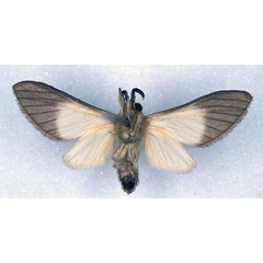 /filer/webapps/moths/media/images/M/melaleuca_Anapisa_HT_CMP_02.jpg