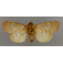 /filer/webapps/moths/media/images/A/avitta_Neuranethes_AF_RMCAb.jpg