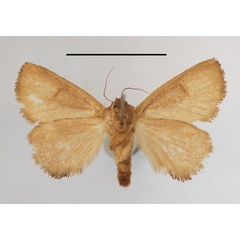 /filer/webapps/moths/media/images/R/rufa_Trachyptena_A_MGCLb_01.JPG