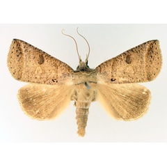 /filer/webapps/moths/media/images/A/andersoni_Pantydia_AM_TMSA_02.jpg