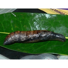 /filer/webapps/moths/media/images/O/osiris_Hippotion_P_Goff.jpg