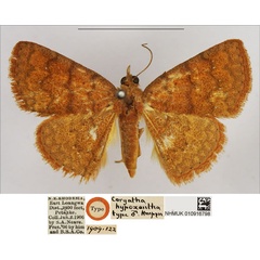 /filer/webapps/moths/media/images/H/hypoxantha_Corgatha_HT_NHMUK.jpg