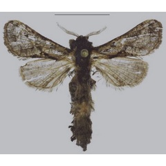 /filer/webapps/moths/media/images/M/maicheri_Sineviella_PTM_ANHRT.jpg