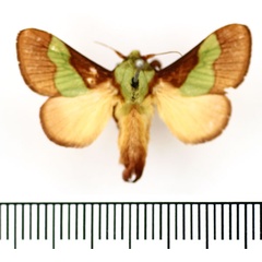 /filer/webapps/moths/media/images/M/mesochloris_Parasa_AM_BMNH.jpg