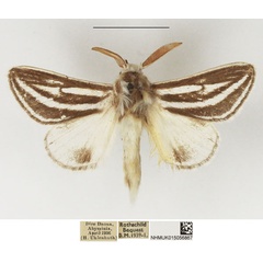 /filer/webapps/moths/media/images/S/sabrina_Beralade_AM_NHMUK_01.jpg