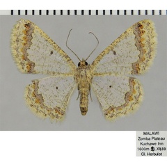 /filer/webapps/moths/media/images/D/denticatella_Zamarada_AF_ZSM.jpg