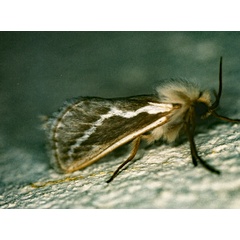 /filer/webapps/moths/media/images/I/ibex_Eudalaca_A_Roland_01.jpg