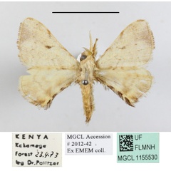 /filer/webapps/moths/media/images/O/obliquisigna_Racinoa_A_MGCLa_01.JPG