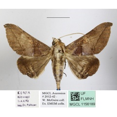 /filer/webapps/moths/media/images/P/pudens_Ogovia_A_MGCLa_01.jpg