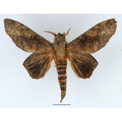 /filer/webapps/moths/media/images/F/forficulatus_Gastroplakaeis_AM_Basquin_01.jpg