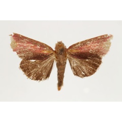 /filer/webapps/moths/media/images/F/funebris_Masalia_PT_RMCA.jpg