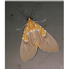 /filer/webapps/moths/media/images/S/speciosa_Asota_A_Roland_01.jpg
