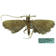 /filer/webapps/moths/media/images/P/paraliberalis_Pectinimura_HT_SDEI.jpg