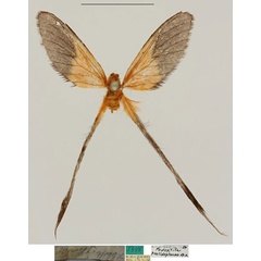 /filer/webapps/moths/media/images/P/psalidoprocne_Semioptila_HT_RBINS.jpg