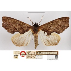 /filer/webapps/moths/media/images/Z/zanderi_Arcyophora_HT_NHMUK.jpg