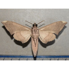 /filer/webapps/moths/media/images/C/carteri_Polyptychus_A_Goff_02.jpg