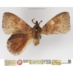 /filer/webapps/moths/media/images/L/lipophemisma_Leipoxais_HT_NHMUK.jpg