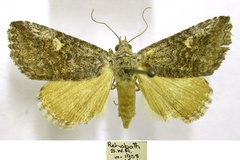 Tytroca diapera