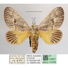 /filer/webapps/moths/media/images/C/colini_Latoia_A_MGCLa_01.JPG