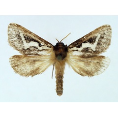 /filer/webapps/moths/media/images/C/crudeni_Eudalaca_AM_TMSA_01.jpg