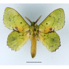 /filer/webapps/moths/media/images/A/aethiopica_Trabala_AM_Basquin_01.jpg