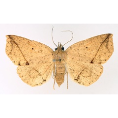 /filer/webapps/moths/media/images/A/amaponda_Ugia_AF_TMSA_01.jpg