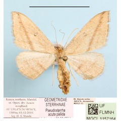 /filer/webapps/moths/media/images/A/acuta_Traminda_MGCLa_02.JPG