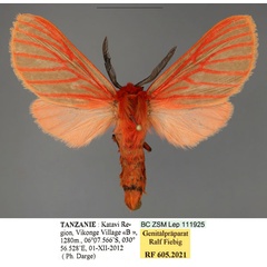 /filer/webapps/moths/media/images/T/transvallesiana_Metarctia_PTM_ZSM.jpg