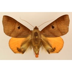 /filer/webapps/moths/media/images/R/rubricata_Thyas_AM_TMSA_02.jpg