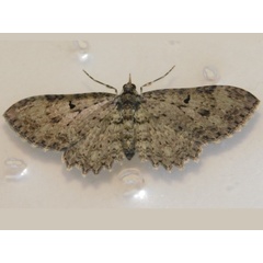 /filer/webapps/moths/media/images/F/foraminata_Collix_A_Grobler_01.jpeg