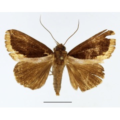 /filer/webapps/moths/media/images/S/subsignata_Ercheia_AM_Basquin_03.jpg