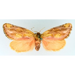 /filer/webapps/moths/media/images/S/sericea_Crothaema_AF_TMSA.jpg