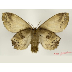 /filer/webapps/moths/media/images/S/spargata_Philotherma_AF_Albertb_01.jpg