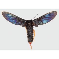 /filer/webapps/moths/media/images/D/diptera_Melisa_AM_Larsen.jpg