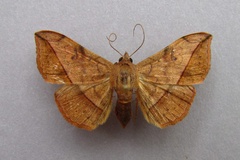 Anticarsia rubricans