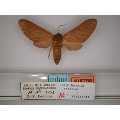 /filer/webapps/moths/media/images/S/strenua_Rhipidarctia_AT_RMCA_01.jpg