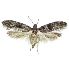 /filer/webapps/moths/media/images/A/africana_Wockia_HT_MGCL.jpg