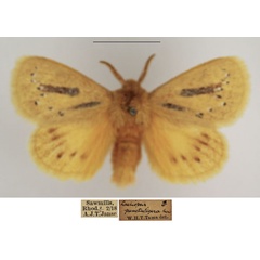 /filer/webapps/moths/media/images/P/punctuligera_Laeliopsis_AM_TMSA_02.jpg