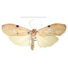 /filer/webapps/moths/media/images/G/ghanensis_Archithosia_PTM_MSNS.jpg