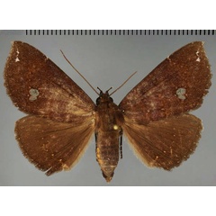 /filer/webapps/moths/media/images/V/vacillans_Facidia_AF_Fiebig.jpg