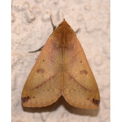 /filer/webapps/moths/media/images/X/xylina_Hypanua_A_Heyns_01.jpg