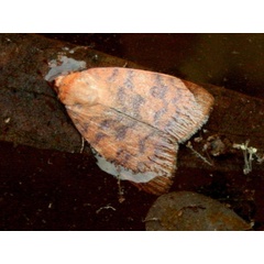 /filer/webapps/moths/media/images/A/arcuata_Maurilia_A_Sydes.jpg