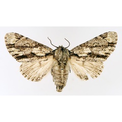 /filer/webapps/moths/media/images/F/fasciata_Thiacidas_AF_TMSA_01.jpg