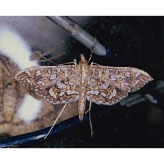 /filer/webapps/moths/media/images/G/geometralis_Nausinoe_A_Roland_01.jpg