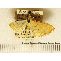 /filer/webapps/moths/media/images/B/bipunctalis_Herpetogramma_A_OUMNH.jpg