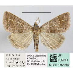 /filer/webapps/moths/media/images/R/rosescens_Acontiola_A_MGCLa_01.JPG