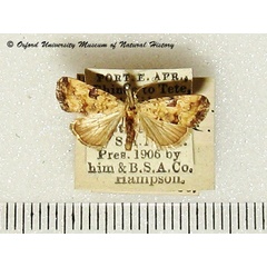 /filer/webapps/moths/media/images/P/pluristriata_Hiccoda_A_OUMNH.jpg