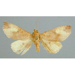 /filer/webapps/moths/media/images/S/straminea_Scranciola_HT_RMCA.jpg