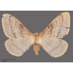 /filer/webapps/moths/media/images/D/devylderi_Trichophiala_PLT_SNHM_02.jpg