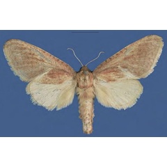 /filer/webapps/moths/media/images/D/darrelplowesi_Zambezia_HT_NMB.jpg